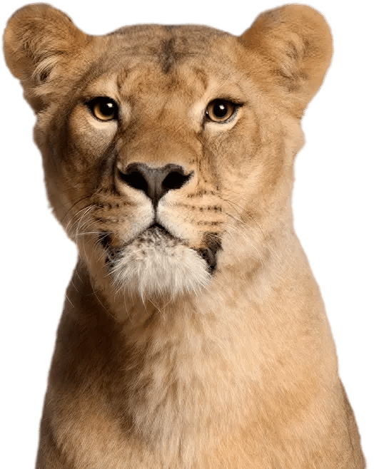 lioness-cutout