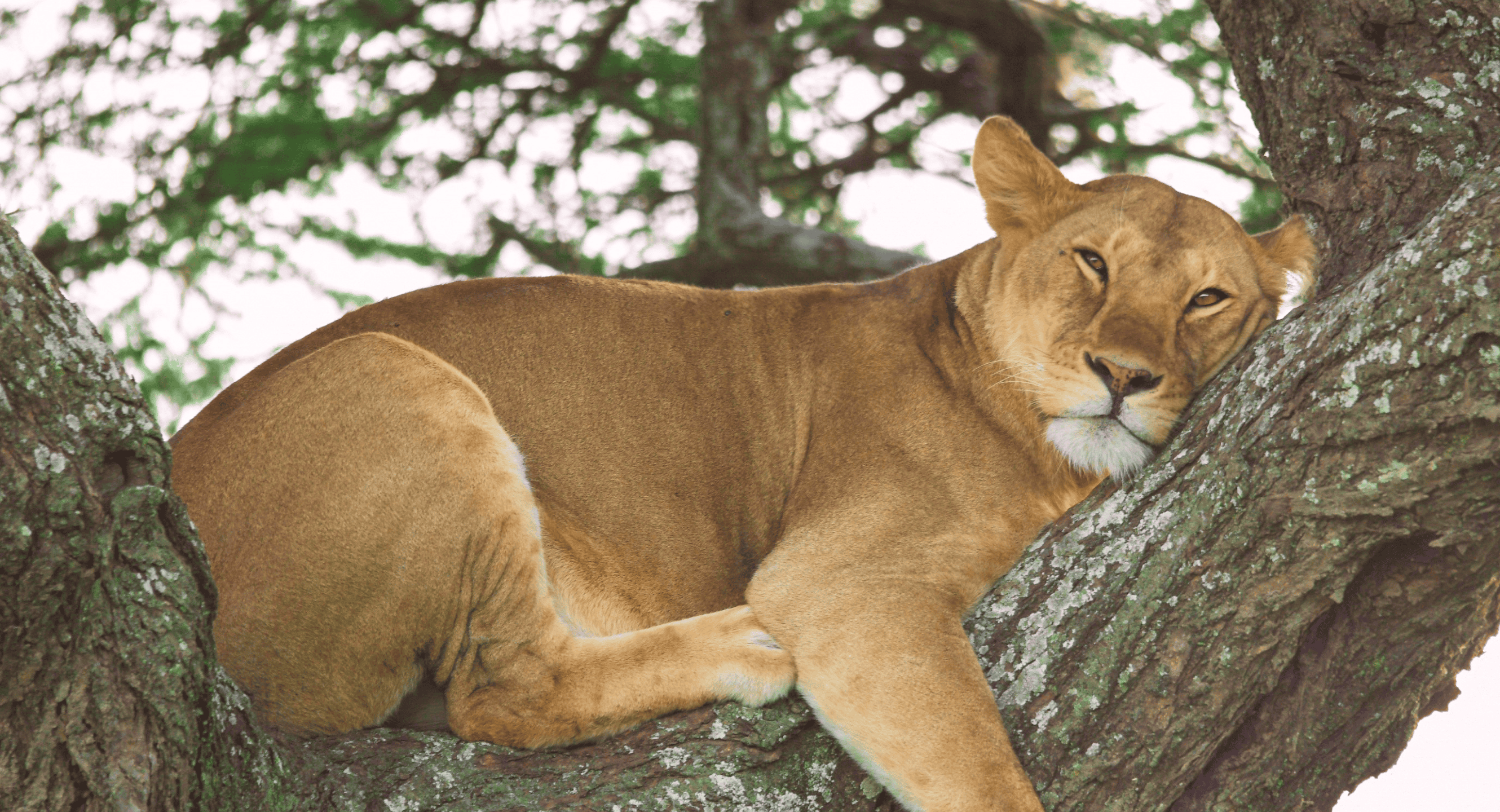 Lara Lioness Tired